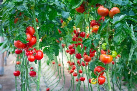 番茄藤上红红的番茄图片