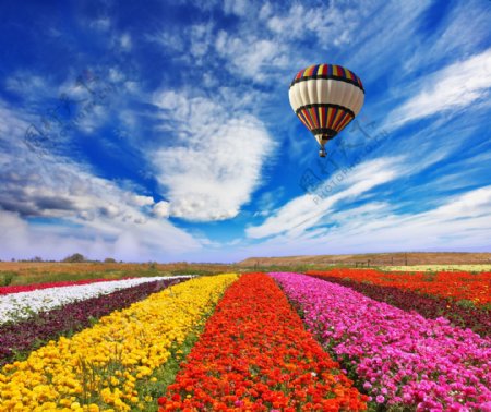 热气球与鲜花图片