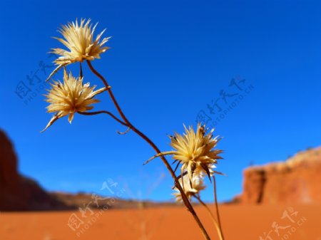 唯美沙漠上植物图片