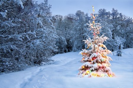 冬天雪地里的圣诞树图