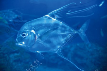 海底世界透明小鱼