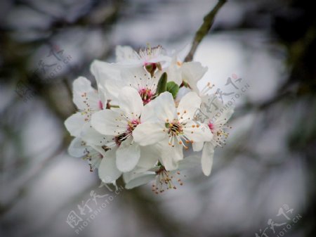 鲜艳白色梨花图片