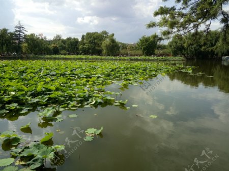 美丽的荷花池塘风景图片