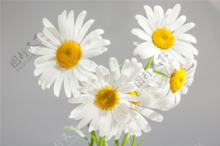 白色雏菊花图片