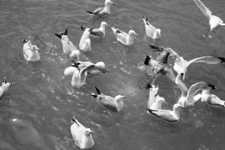 大海海鸥图片