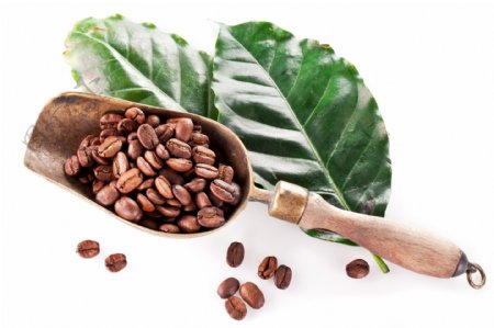咖啡豆与绿叶图片