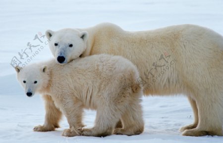 大小北极熊