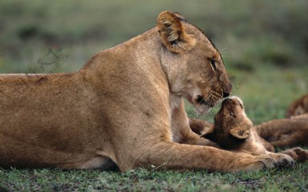 狮母狮子图片