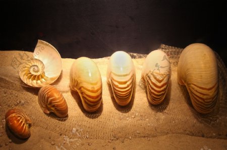 贝壳标本图片