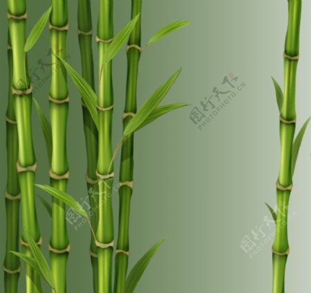 清新的竹子
