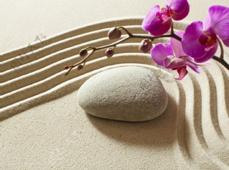 石头鲜花与沙子背景图片