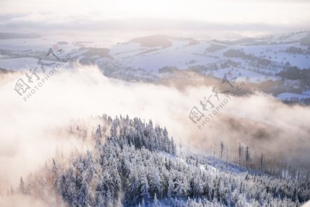 美丽的冬季树林雪景图片
