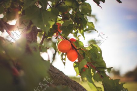 杏子树图片