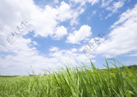草原上的风景图片