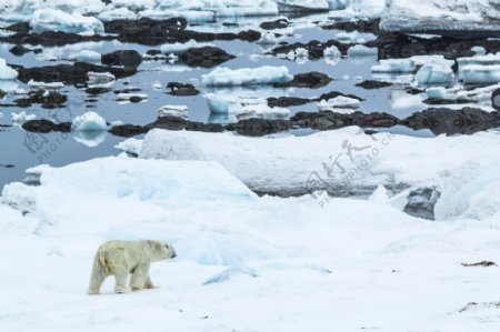 冰川上的北极熊