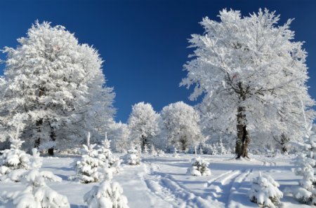 冬天雪景