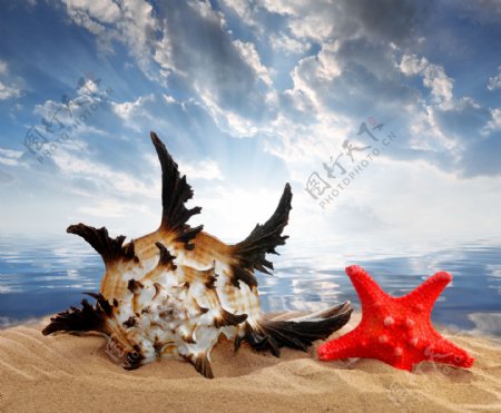 沙滩上的红色海星和海螺图片素材