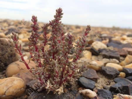 新疆多肉植物沙漠大漠风光图片
