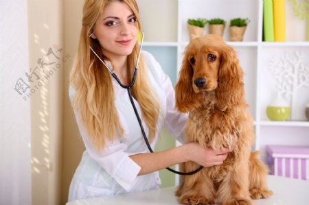 美女兽医与宠物狗图片