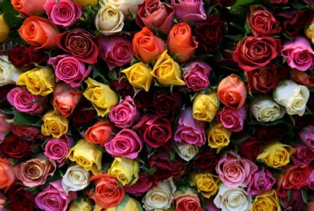 美丽的五彩玫瑰花图片