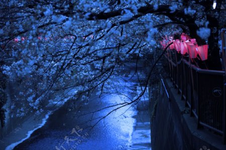 夜晚樱花风景图片