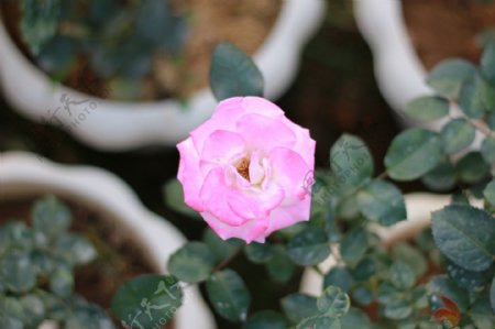 高清一支粉色玫瑰花图片