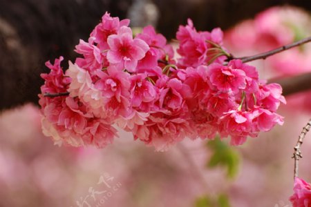 鲜艳樱花图片