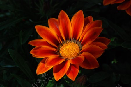 野生橙色菊花图片