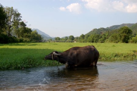 大水牛图片在河水里的水牛养殖图片素材下载