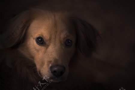 棕色小狗图片