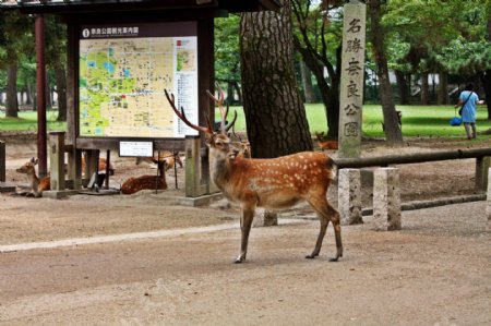 日本奈良可爱小鹿图片