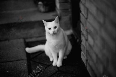 白颜色的猫咪