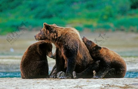 三只棕熊