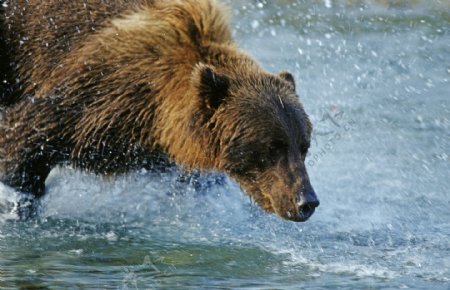 在水里玩耍的熊