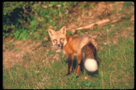 草地上的狐狸