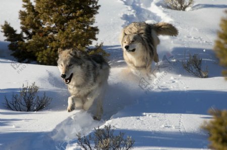 雪地里奔跑的狼