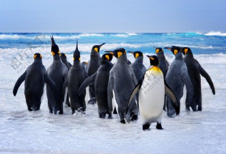 冰地里的企鹅