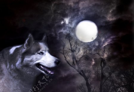 唯美月色与狼