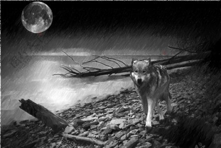 月光下行走的狼
