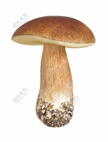 蘑菇摄影