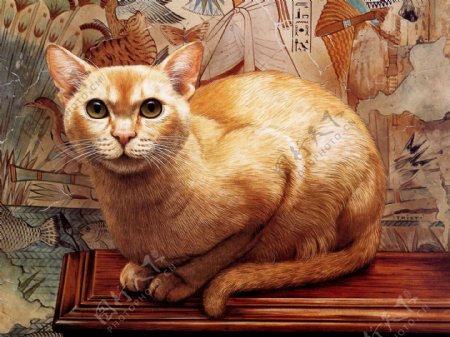 猫咪宠物手绘画46猫
