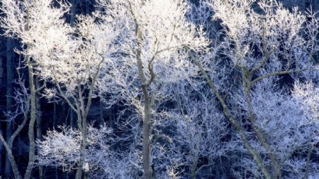冬季冰凌树木风景图片