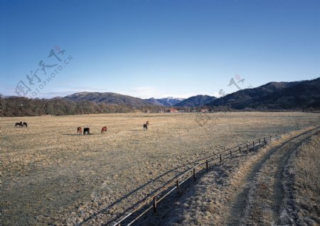 天然牧场图片