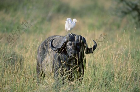 非洲野生动物牛