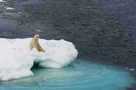 坐在冰川上的北极熊