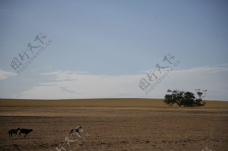 澳洲大草原图片
