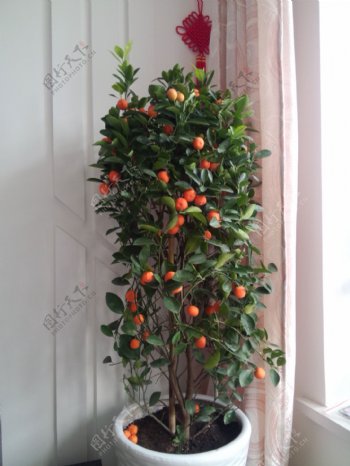 室内植物盆栽橘子树图片
