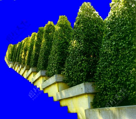 灌木植物贴图素材建筑装饰JPG1936