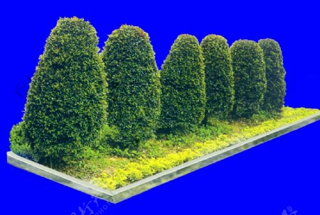 灌木植物贴图素材建筑装饰JPG2038