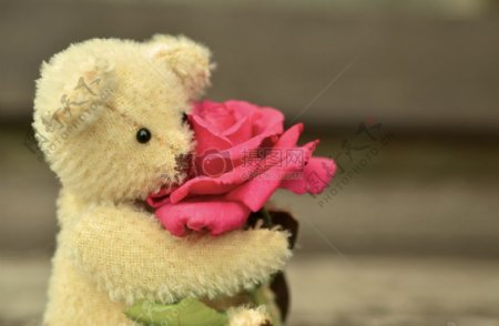 抱玫瑰花的小熊